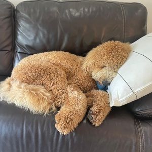 Meet your Posher, Andrea